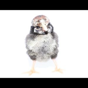 Meet your Posher, Brett